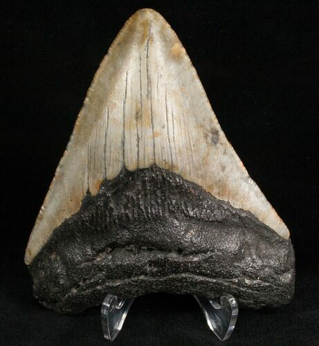 Megalodon Tooth - North Carolina #7467
